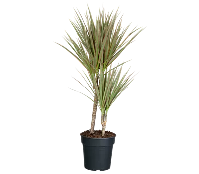 Drachenbaum 'bicolor' Drachenbaum 'bicolor'