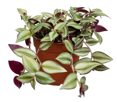 Dreimasterblume Dreimasterblume