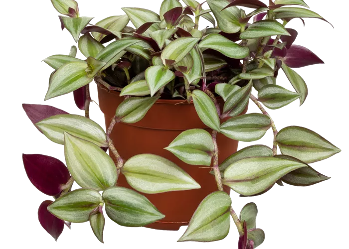 Dreimasterblume Dreimasterblume