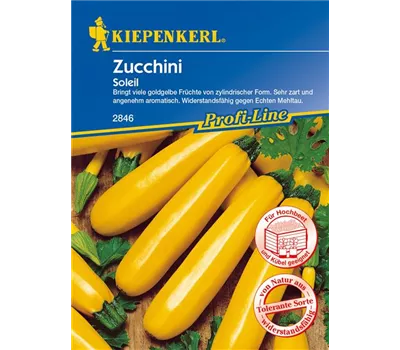 Zucchini 'Soleil F1' Zucchini 'Soleil F1'