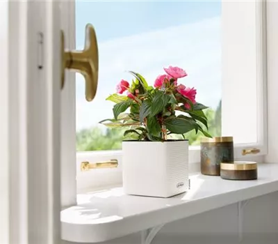 LECHUZA CUBE Color 16  LECHUZA CUBE Color 16