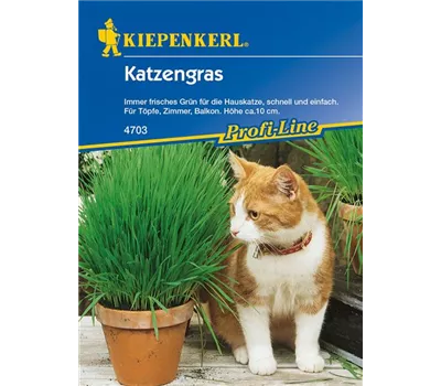 Katzengras Katzengras