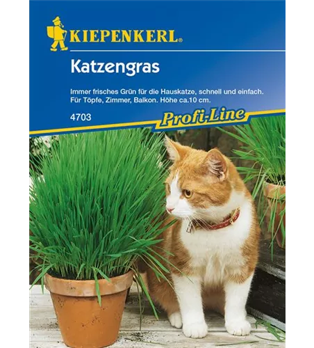 Katzengras