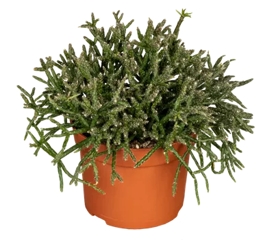 Binsenkaktus Binsenkaktus