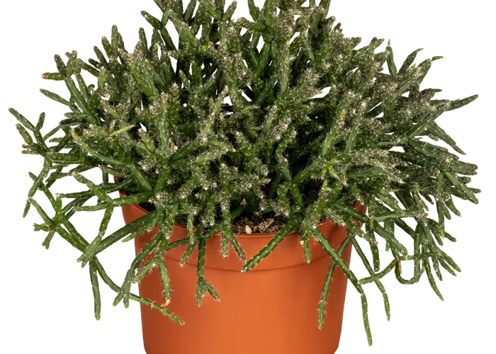 Binsenkaktus
