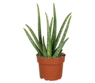 Aloe vera Aloe vera
