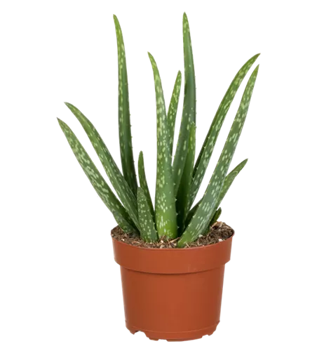 Aloe vera