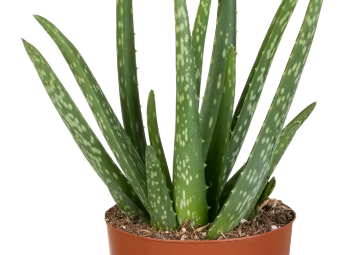 Aloe vera Aloe vera
