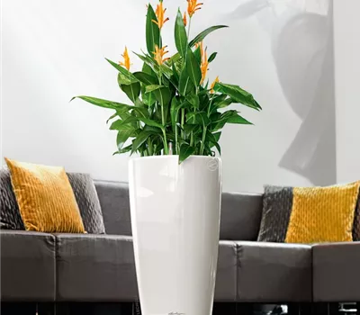 LECHUZA RONDO Premium 40  LECHUZA RONDO Premium 40