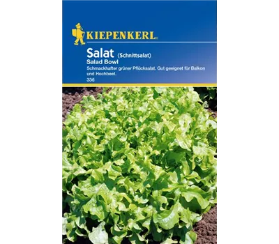 Eichblattsalat 'Salad Bowl' Eichblattsalat 'Salad Bowl'