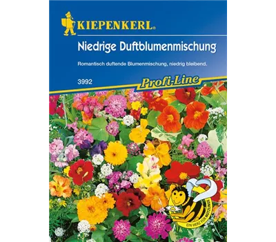 Niedrige Duftblumen Niedrige Duftblumen