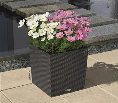 LECHUZA CUBE Cottage 30  LECHUZA CUBE Cottage 30