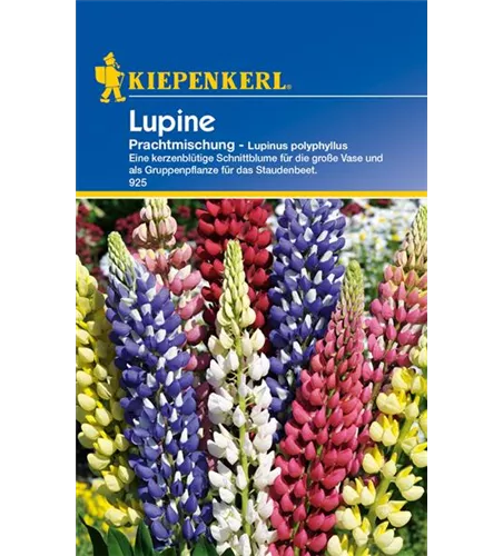 Garten-Lupine 'Prachtmischung'