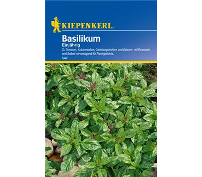 Garten-Basilikum 'Feinblättriges Grünes' Garten-Basilikum 'Feinblättriges Grünes'