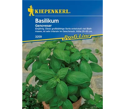 Garten-Basilikum 'Genoveser'
