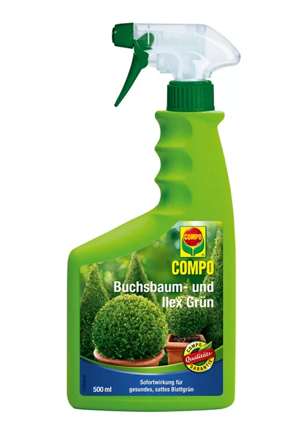Compo Buchsbaum- und Ilex Grn