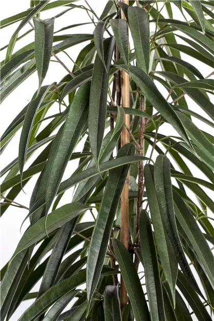 Ficus binnendijkii 'Alii'