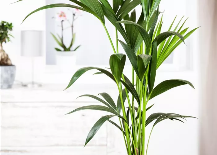 Howea forsteriana Howea forsteriana