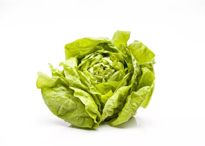 Lactuca sativa, grün