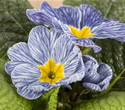 Primel 'Nautilus® Blue Vein' Primel 'Nautilus® Blue Vein'