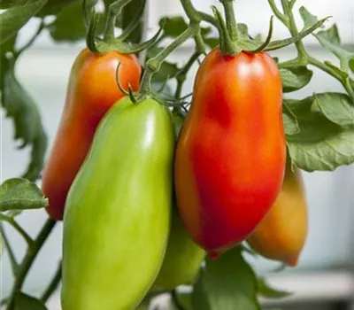 Andenhorn-Tomate 'Andine Cornue' Andenhorn-Tomate 'Andine Cornue'