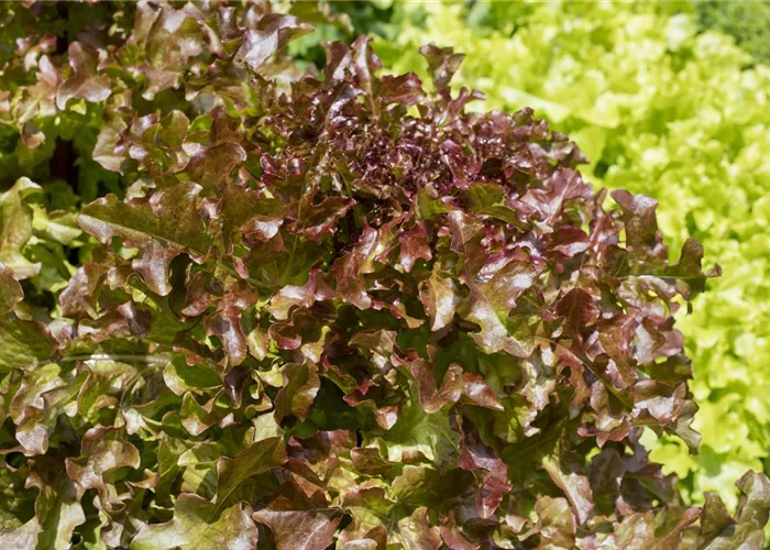 Lactuca sativa var. acephala, rot