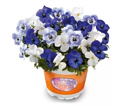 Hornveilchen 'Mix a Twix® Marina, Eye in the Sky, Snow' Hornveilchen 'Mix a Twix® Marina, Eye in the Sky, Snow'