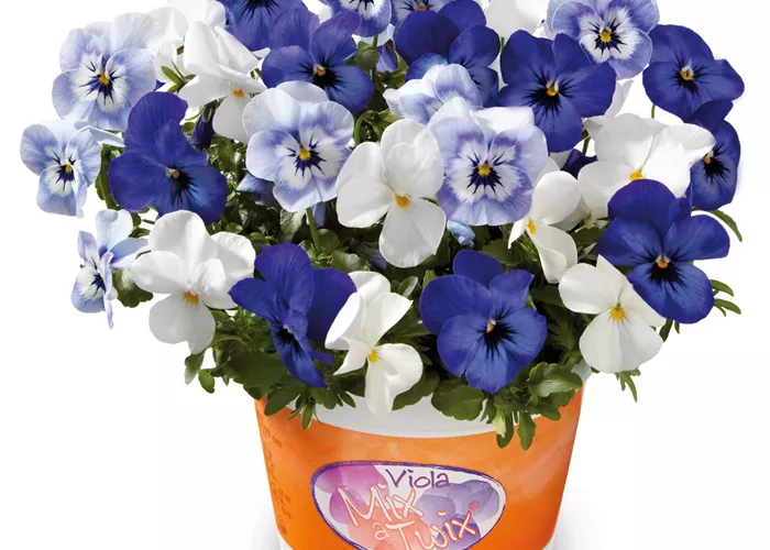 Hornveilchen 'Mix a Twix® Marina, Eye in the Sky, Snow'