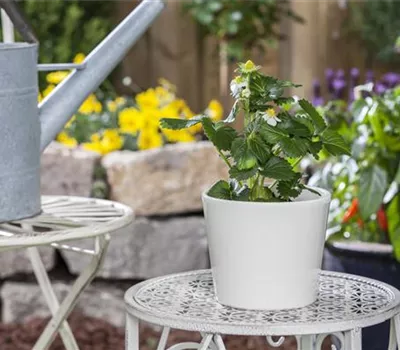 Erdbeere 'Merci® Delizz®' Erdbeere 'Merci® Delizz®'