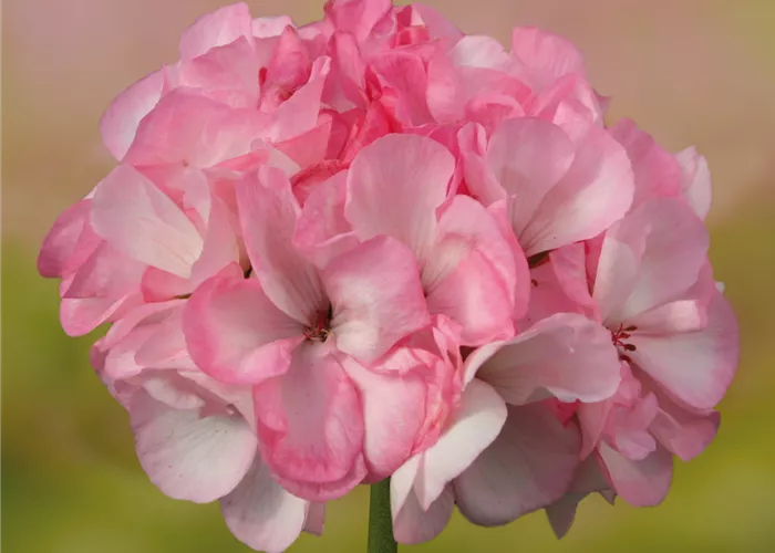 Stehende Geranie 'Grandeur® Power Blush'