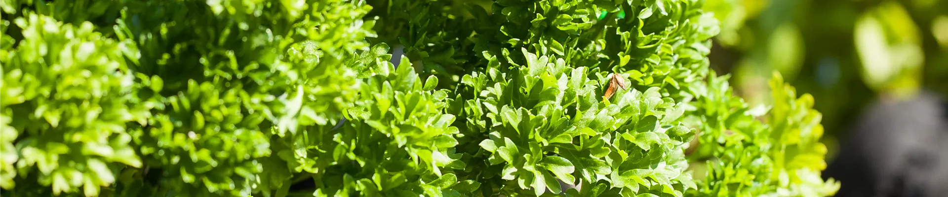 Petroselinum crispum Petroselinum crispum