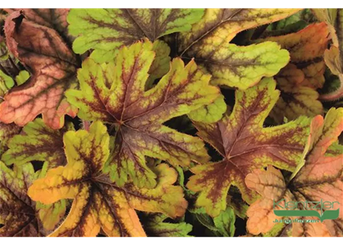 Garten-Bastardschaumblüte