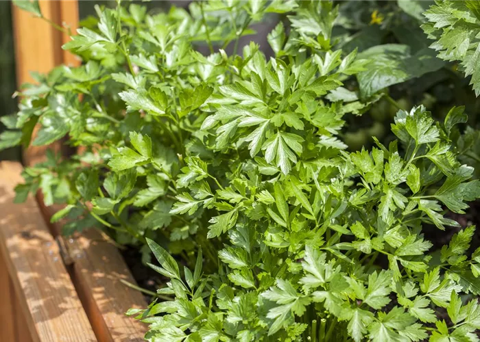 Petroselinum crispum 'savitum'