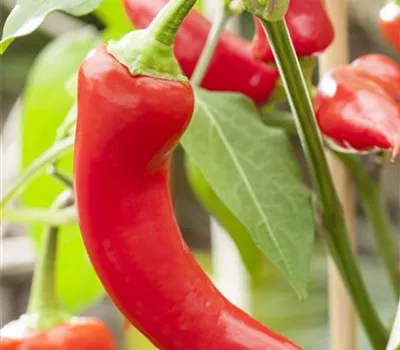 Türkische Paprika 'Sumher' Türkische Paprika 'Sumher'