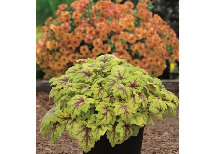 Garten-Bastardschaumblüte