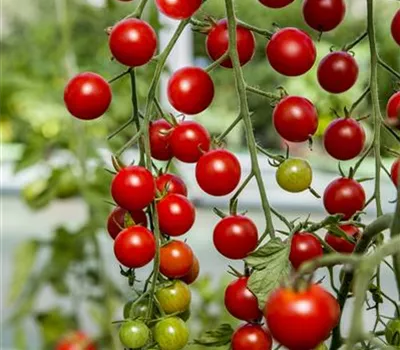 Zwerg-Tomate 'Primabella' Zwerg-Tomate 'Primabella'