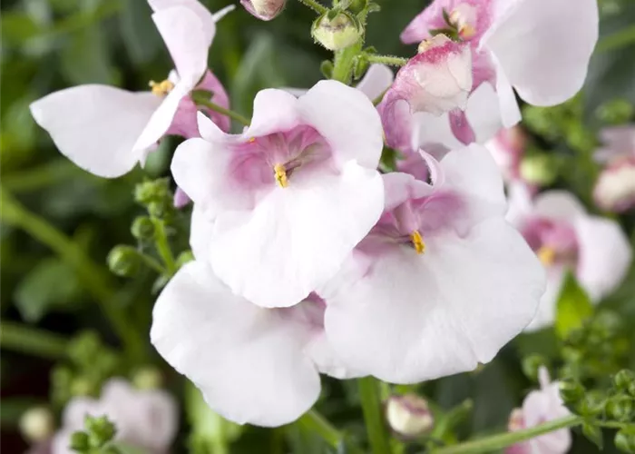 Elfensporn 'Divara® Hellrosa' Elfensporn 'Divara® Hellrosa'