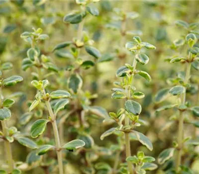 Zitronen-Thymian 'Mystic Lemon' Zitronen-Thymian 'Mystic Lemon'