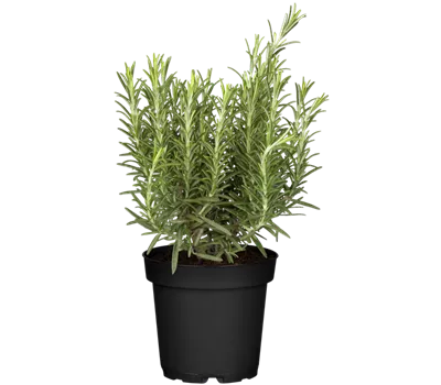 Rosmarin 'Abraxas' Rosmarin 'Abraxas'