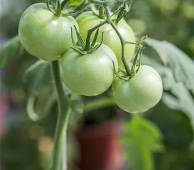 Tomate 'Phantasia' Tomate 'Phantasia'