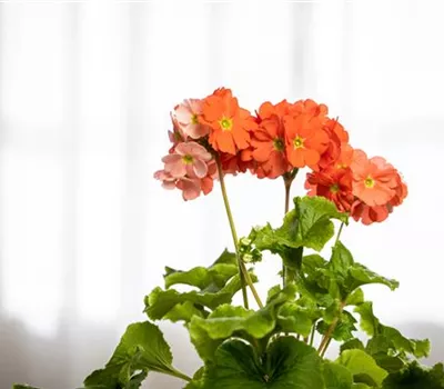 Frühlingsprimel 'Touch Me® Dark Orange' Frühlingsprimel 'Touch Me® Dark Orange'