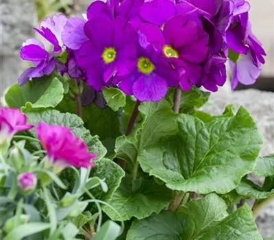 Frühlingsprimel 'Touch Me® Magenta' Frühlingsprimel 'Touch Me® Magenta'