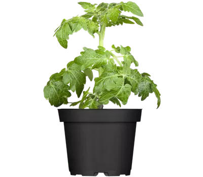 Zwerg-Tomate 'Primagold'® Zwerg-Tomate 'Primagold'®
