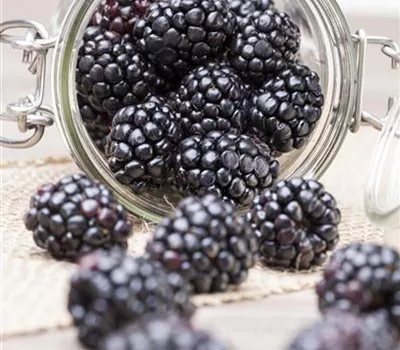 Brombeere 'Coolaris® Patio Black' Brombeere 'Coolaris® Patio Black'