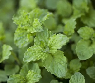 Limonaden Minze 'Limo' Limonaden Minze 'Limo'