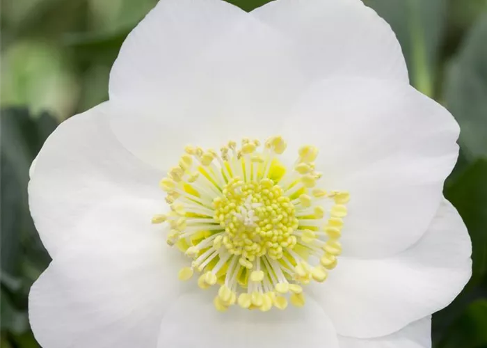 Christrose 'Wintersun'® Christrose 'Wintersun'®