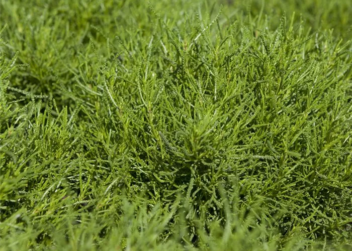 Olivenkraut Olivenkraut