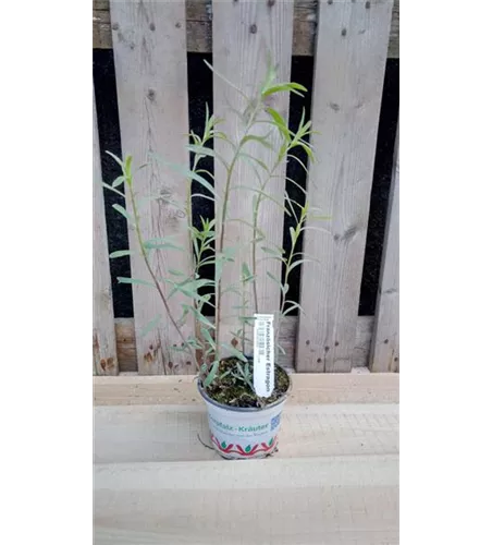 Artemisia dracunculus var. sativus