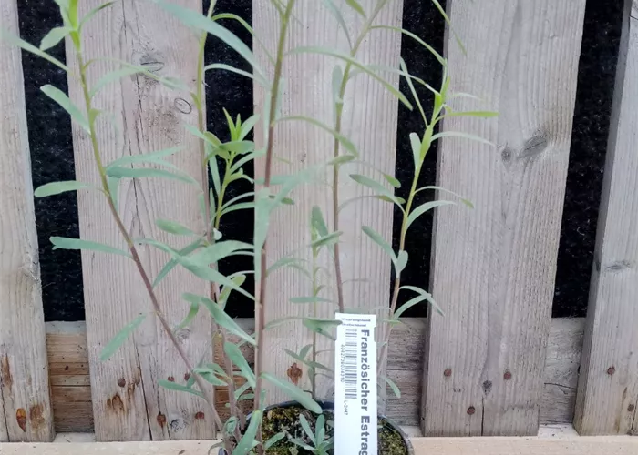 Artemisia dracunculus var. sativus Artemisia dracunculus var. sativus