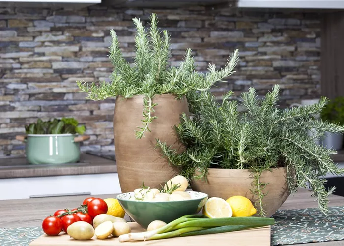 Rosmarinus officinalis 'Prostratus' 